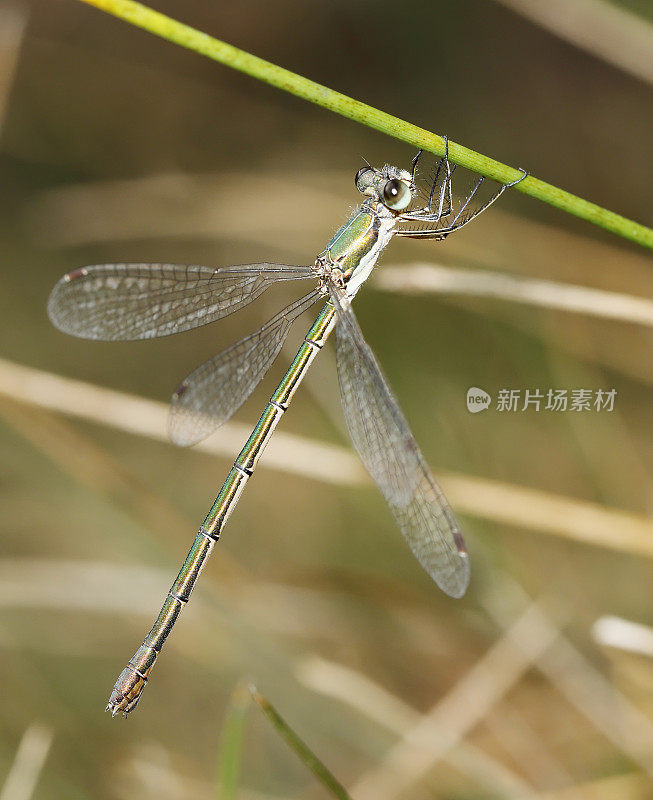 小翡翠豆娘(Lestes virens)女